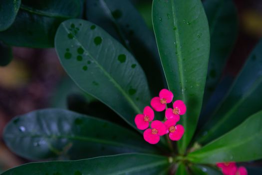 The Colorful plants and flowers in close-up on the island of Madagascar