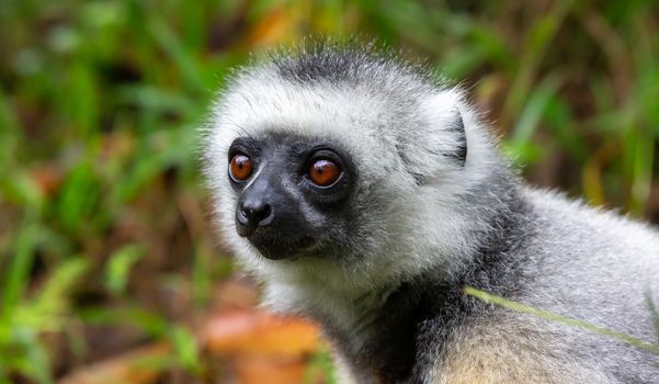 One Sifaka lemur sits in the grass and watches what happens in the area