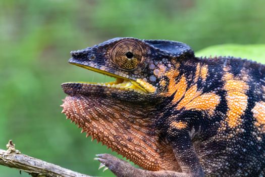 One chameleon in close-up in a national park on Madagascar