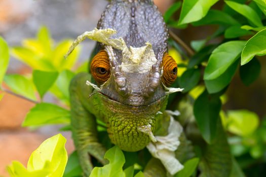 One Colorful chameleon on a branch in a national park on the island of Madagascar