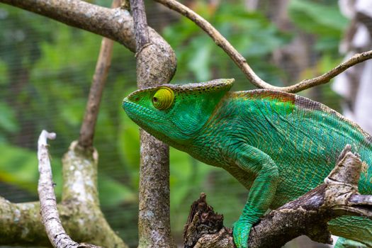 One Colorful chameleon on a branch in a national park on the island of Madagascar
