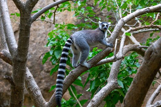 The ring-tailed lemur in its natural environment