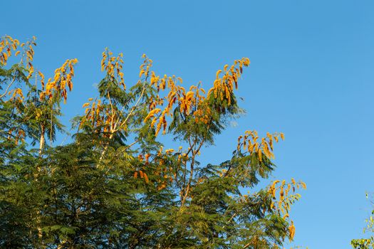 One tree with orange flowers and a blue sky in the background