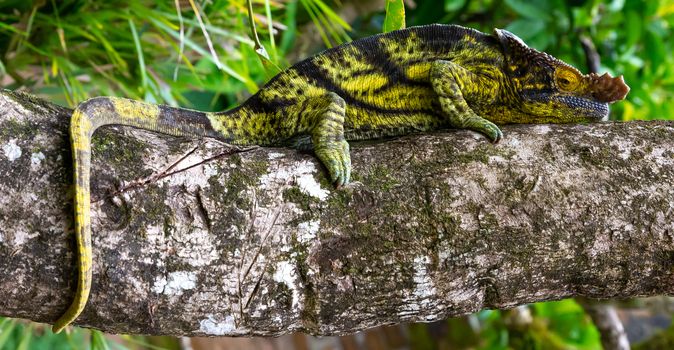 One chameleon moves along a branch in a rainforest in Madagascar