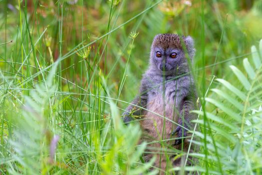 One bamboo lemur between the tall grass looks curious