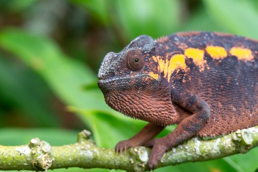 One earth-colored chameleon on a branch