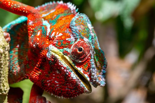 One Colorful chameleon on a branch in a national park on the island of Madagascar