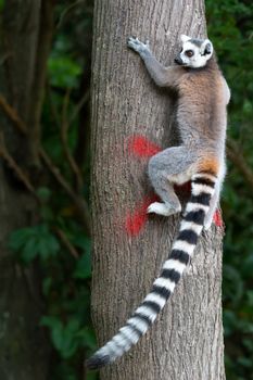 One ring-tailed lemur climbs a tree trunk