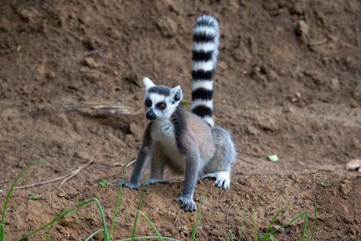 One ring-tailed lemur hops around in the fields of the locals