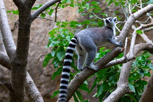 The ring-tailed lemur in its natural environment