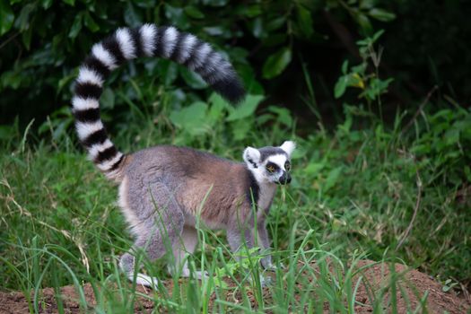The ring-tailed lemur in its natural environment