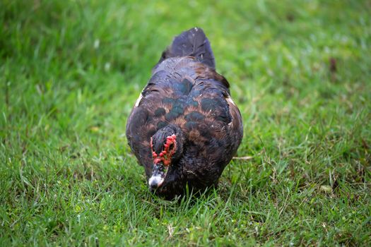 One black duck with a red head in Madagascar