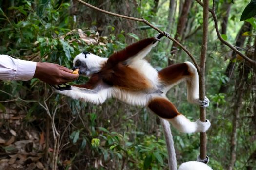 One sifaka Lemur gets a banana from someone