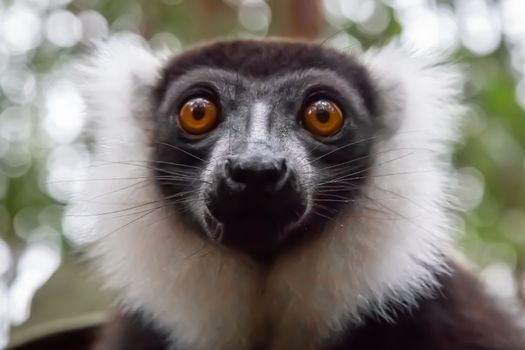 One black and white Vari in the close-up, portrait