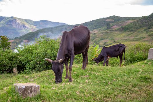 The Zebu cattle in the pasture on the island of Madagascar