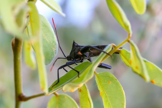 The Insect diversity on the island of Madagascar