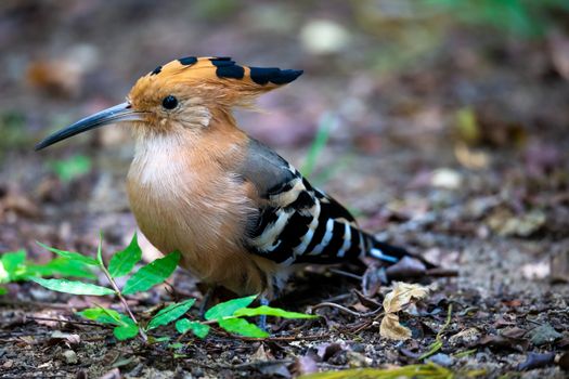 One woodpecker on the ground looking for something to eat