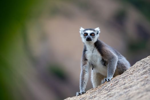 One ring-tailed lemur on a large stone rock