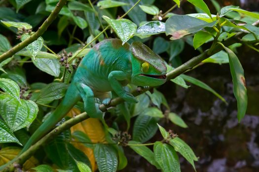 One chameleon moves along a branch in a rainforest in Madagascar