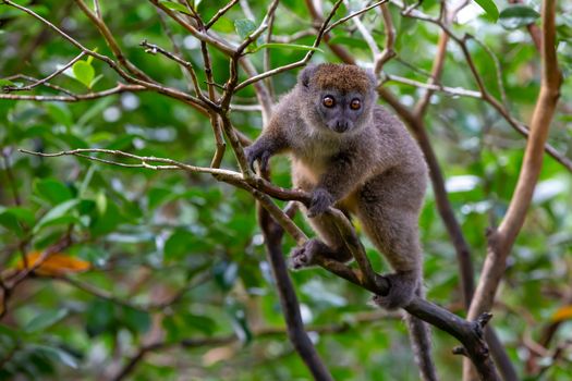 The Funny bamboo lemurs on a tree branch watch the visitors