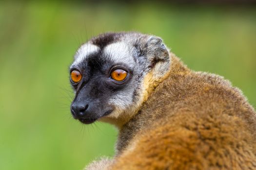 A Portrait of a brown maki, a close up of a funny lemur