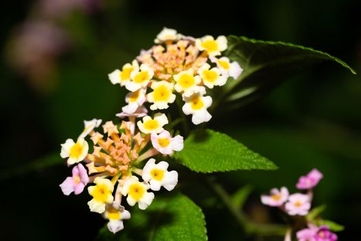 The Exotic flowers of the island of Madagascar