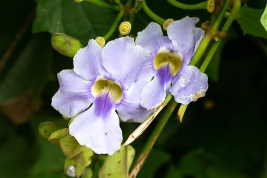 The Exotic flowers of the island of Madagascar