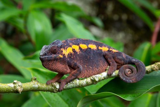 One earth-colored chameleon on a branch