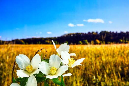 tiny, white flowers of a jasmine bush on a meadow during spring