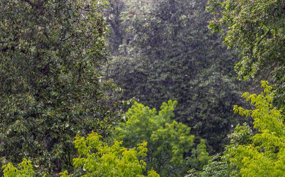 long and fast rain drops falling in green forest at sunny and windy conditions - selective focus telephoto shot