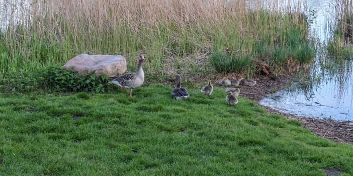 Lots of beautiful european goose birds at a lake