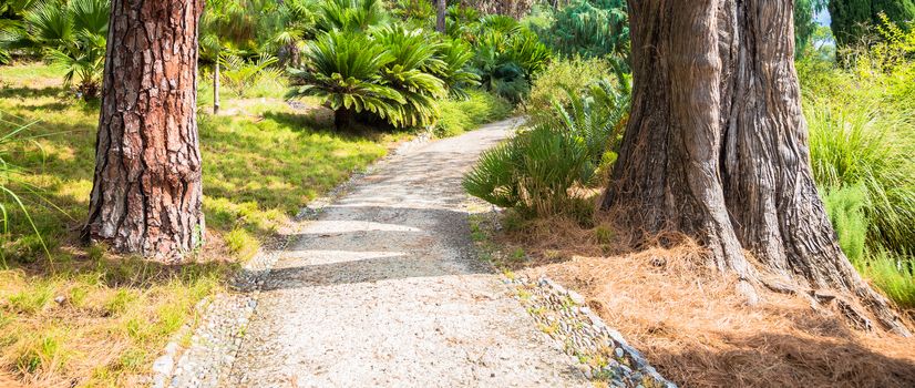 Relaxing and peaceful pathway in botanical garden during summer season