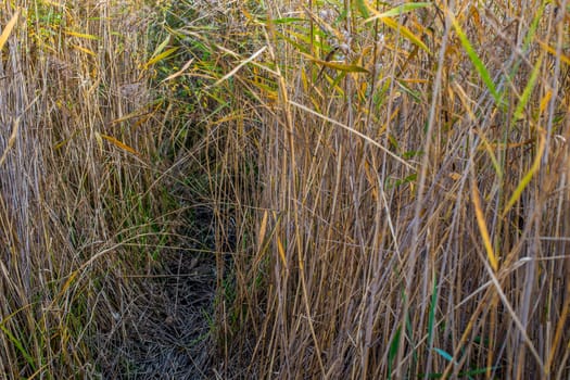 passage in a thicket of tall reeds close-up with selective focus at cloudy day light