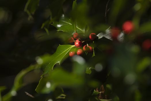 Wild holly in its natural environment, in the forest, with its red berries hidden among the leaves, near the small town of Luesia, in the upper area of the Cinco Villas region, Spain.