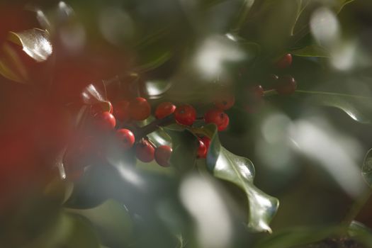 Wild holly in its natural environment, in the forest, with its red berries hidden among the leaves, near the small town of Luesia, in the upper area of the Cinco Villas region, Spain.