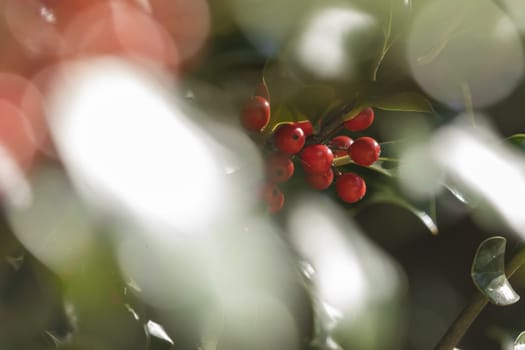 Wild holly in its natural environment, in the forest, with its red berries hidden among the leaves, near the small town of Luesia, in the upper area of the Cinco Villas region, Spain.