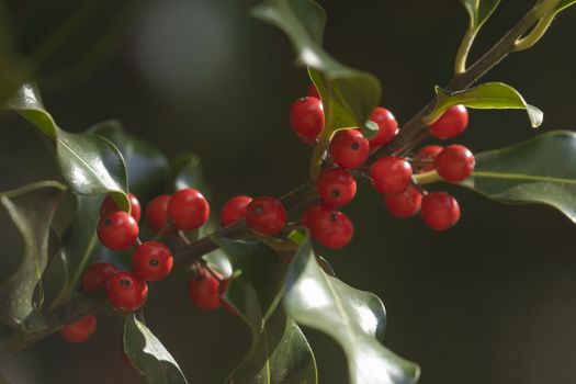 Wild holly in its natural environment, in the forest, with its red berries hidden among the leaves, near the small town of Luesia, in the upper area of the Cinco Villas region, Spain.