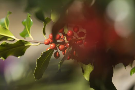 Wild holly in its natural environment, in the forest, with its red berries hidden among the leaves, near the small town of Luesia, in the upper area of the Cinco Villas region, Spain.