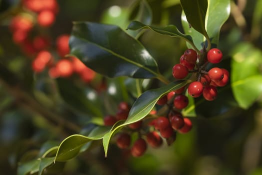 Wild holly in its natural environment, in the forest, with its red berries hidden among the leaves, near the small town of Luesia, in the upper area of the Cinco Villas region, Spain.