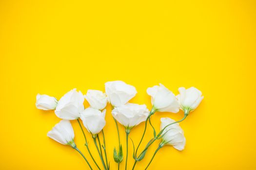 Delicate white eustoma flowers on a bright yellow background. Layout. Flat lay