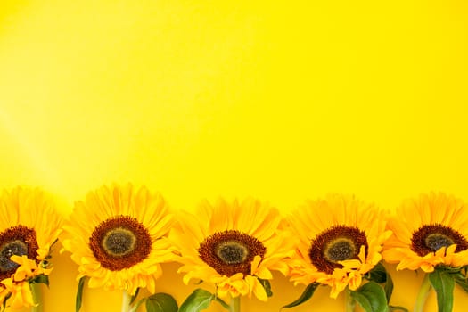 Bright juicy sunflowers on a bright yellow background. Layout. Flat lay.