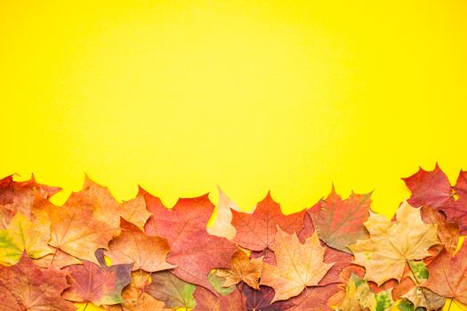 Layout of red and orange autumn maple leaves and garden apples on a bright yellow background. Flat lay
