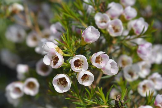 Geraldton wax flower Moonlight Delight - Latin name - Chamelaucium uncinatum Moonlight Delight