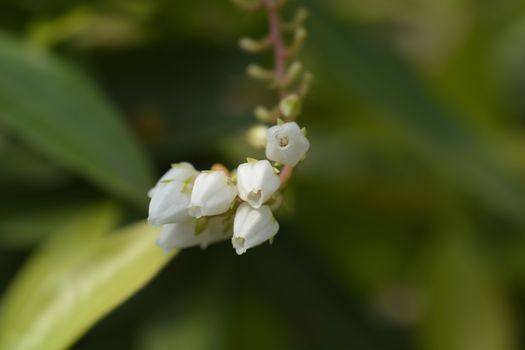 Japanese pieris Dorothy Wyckoff white flowers - Latin name - Pieris japonica Dorothy Wyckoff