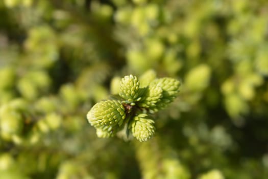 Serbian spruce new leaves - Latin name - Picea omorika