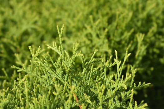 Tiny Tim Arborvitae - Latin name - Thuja occidentalis Tiny Tim