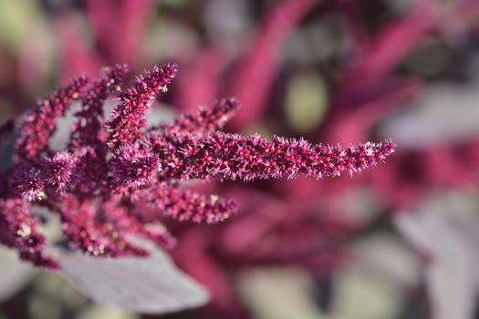 Amaranth Velvet Curtains - Latin name - Amaranthus cruentus Velvet Curtains