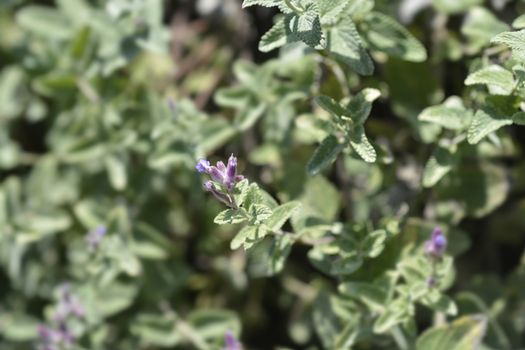 Lesser cat-mint - Latin name - Nepeta nepetella