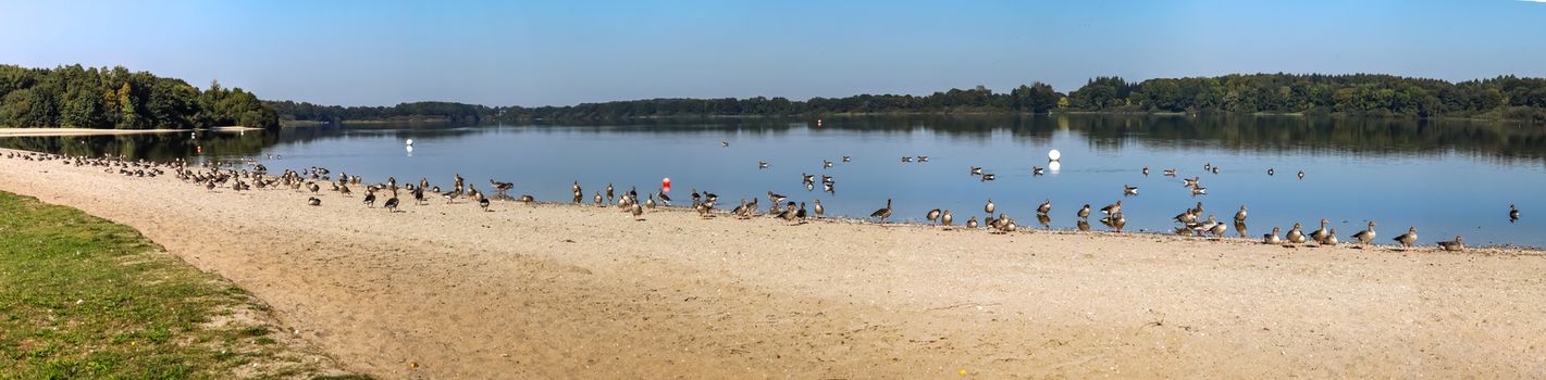 Lots of beautiful european goose birds at a lake