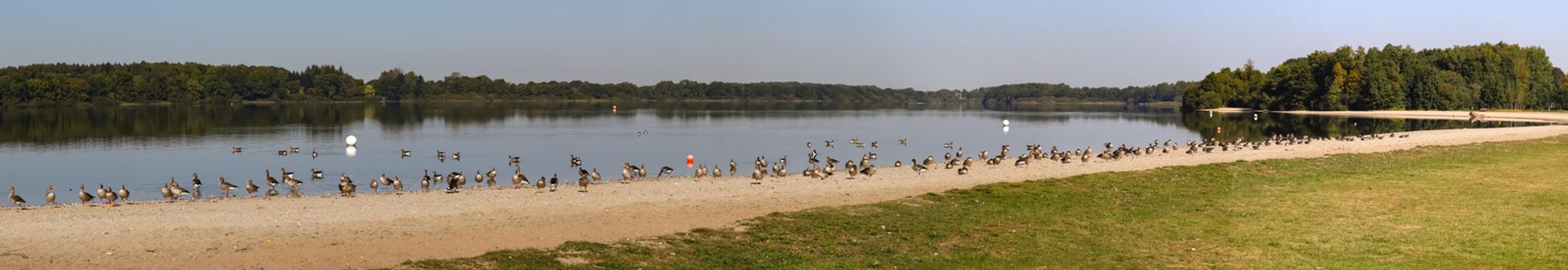 Lots of beautiful european goose birds at a lake